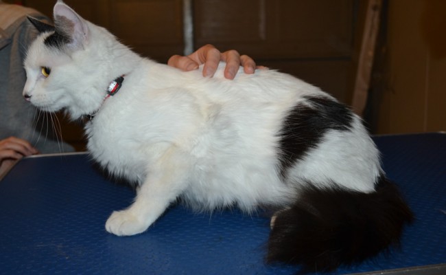Annabell is a Short to Medium hair Domestic. She had her fur shaved down, nails clipped and ears cleaned. — at Kylies Cat Grooming Services.