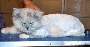 Vegas is a Chinchilla. He has his matted fur shaved of, nails clipped, ears cleaned, a wash n blow dry and White Softpaw nail caps put on. — at Kylies Cat Grooming Services.