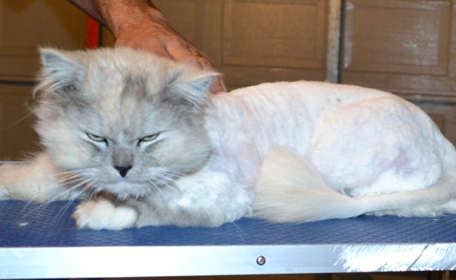 Vegas is a Chinchilla. He has his matted fur shaved of, nails clipped, ears cleaned, a wash n blow dry and White Softpaw nail caps put on. — at Kylies Cat Grooming Services.