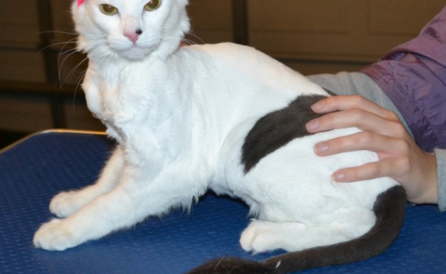 Annabell is a Short to Medium hair Domestic. She had her fur shaved down, nails clipped and ears cleaned. — at Kylies Cat Grooming Services.