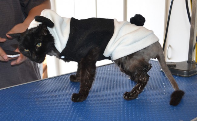 Missy is a 20 yr old Short Hair Domestic. She had her matted fur saved down, nails clipped, ears cleaned and a wash n blowdry. She is also wearing one of our bear jackets. — at Kylies Cat Grooming Services.