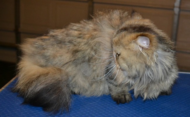 Sulley is a Himalayan. She had her matted fur shaved off, nails clipped, ears cleaned a wash n blow dry and Pink Softpaw nail caps.