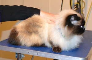 Findek is a Ragdoll. he had his fur shaved down, nails clipped, ears cleaned and a wash n blow dry. — at Kylies Cat Grooming Services.