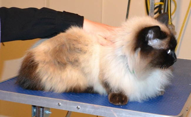 Findek is a Ragdoll. he had his fur shaved down, nails clipped, ears cleaned and a wash n blow dry. — at Kylies Cat Grooming Services.