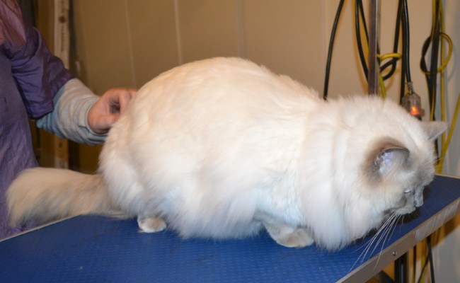 Harry is a Ragdoll. He had his fur shaved down, nails clipped and ears cleaned. — at Kylies Cat Grooming Services.