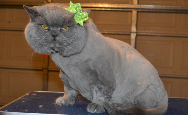 Xena is a British Short hair. She had her matted fur shaved off, nails clipped, ears cleaned, a wash n blow dry and Grey Softpaw nails caps. — at Kylies Cat Grooming Services.