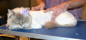 Clover is a Ragdoll. She kicked me in the face while my clippers where near my face and they ended up cutting my bottom lip. It was that hard i thought i broke my bottom teeth. Ouch!! She had her matted fur shaved off, nails clipped, ears cleaned and wash n blow dry and some Baby Pink softpaws put on. — at Kylies Cat Grooming Services.