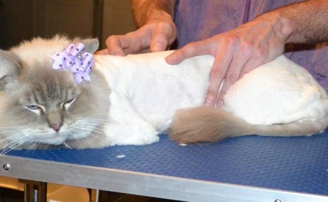 Clover is a Ragdoll. She kicked me in the face while my clippers where near my face and they ended up cutting my bottom lip. It was that hard i thought i broke my bottom teeth. Ouch!! She had her matted fur shaved off, nails clipped, ears cleaned and wash n blow dry and some Baby Pink softpaws put on. — at Kylies Cat Grooming Services.