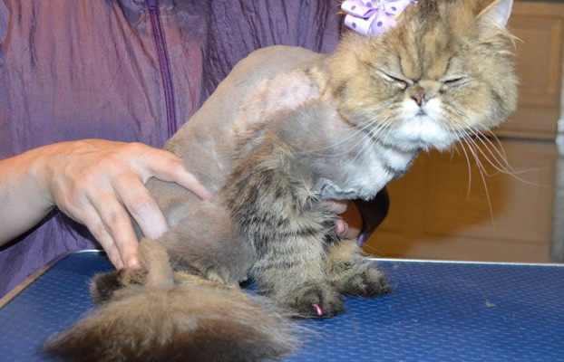 Sulley is a Himalayan. She had her matted fur shaved off, nails clipped, ears cleaned a wash n blow dry and Pink Softpaw nail caps.