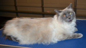 Lulu is a Ragdoll. She had her matted fur shaved off, nails clipped and ears cleaned. — at Kylies Cat Grooming Services.
