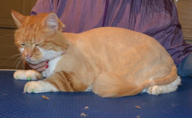 Mojo is a Long Hair Domestic. He had his fur shaved down, nails clipped, ears cleaned and Green Softpaw nail caps. — at Kylies Cat Grooming Services.