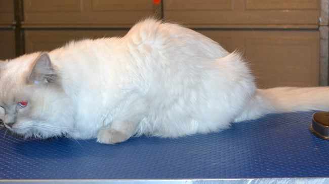 Harrison is a Ragdoll. He had a comb clip, nails clipped, ears and eyes cleaned, a wash n blow dry and Black and White Softpaw nails caps put on. — at Kylies Cat Grooming Services.