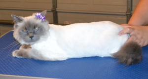 Lulu is a Ragdoll. She had her matted fur shaved off, nails clipped and ears cleaned. — at Kylies Cat Grooming Services.