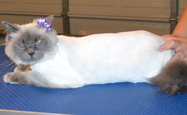 Lulu is a Ragdoll. She had her matted fur shaved off, nails clipped and ears cleaned. — at Kylies Cat Grooming Services.
