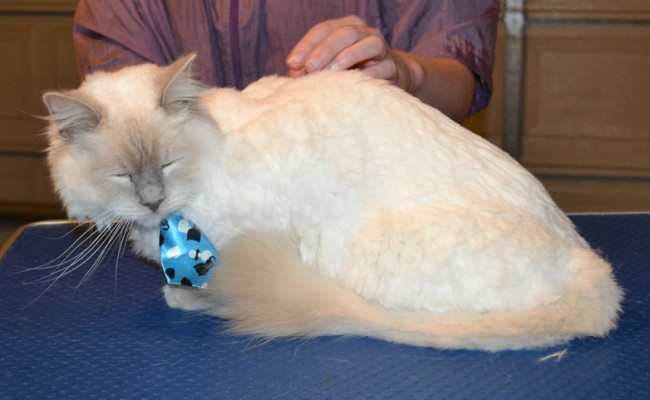Harrison is a Ragdoll. He had a comb clip, nails clipped, ears and eyes cleaned, a wash n blow dry and Black and White Softpaw nails caps put on. — at Kylies Cat Grooming Services.