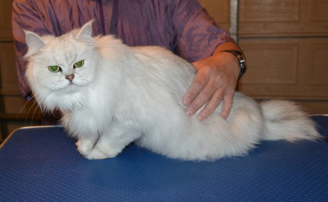 Bella is a Chinchilla. She had her fur shaved down, nails clipped and ears cleaned. — at Kylies Cat Grooming Services.