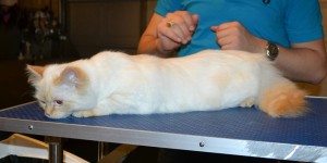 Coco is a Persian x Ragdoll. She had her fur shaved down, nails clipped, ears cleaned, a wash n blow dry and Purple softpaws. — at Kylies Cat Grooming Services.