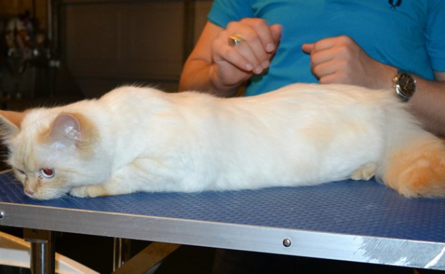 Coco is a Persian x Ragdoll. She had her fur shaved down, nails clipped, ears cleaned, a wash n blow dry and Purple softpaws. — at Kylies Cat Grooming Services.