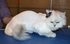 Bella is a Chinchilla. She had her fur shaved down, nails clipped and ears cleaned. — at Kylies Cat Grooming Services.