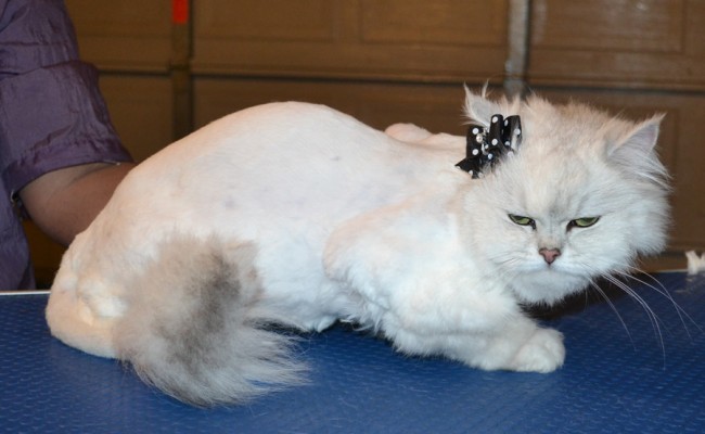 Bella is a Chinchilla. She had her fur shaved down, nails clipped and ears cleaned. — at Kylies Cat Grooming Services.