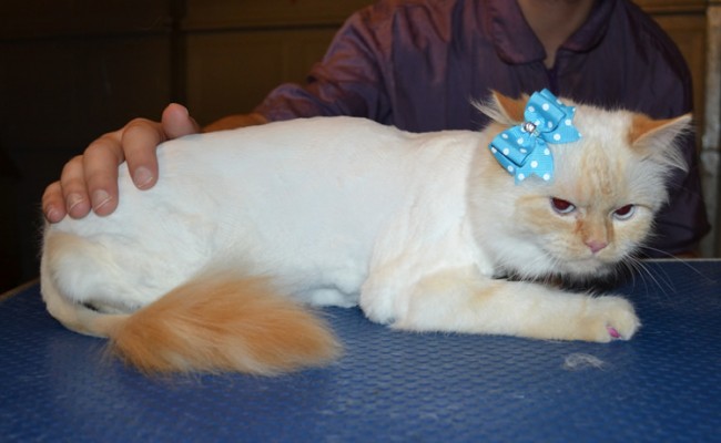Coco is a Persian x Ragdoll. She had her fur shaved down, nails clipped, ears cleaned, a wash n blow dry and Purple softpaws. — at Kylies Cat Grooming Services.