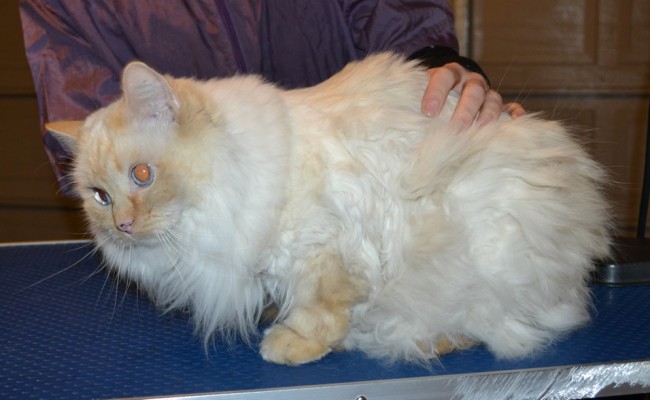 Lulu is a Ragdoll. She had her matted fur shaved of, nails clipped, ears cleaned and Baby Pink Softpaws. — at Kylies Cat Grooming Services.