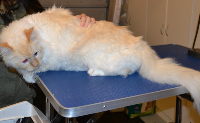 Mr Jinxy is a Ragdoll. He had his fur shaved down, nails clipped, ears cleaned and a wash n blow dry. — at Kylies Cat Grooming Services.