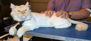 Mr Jinxy is a Ragdoll. He had his fur shaved down, nails clipped, ears cleaned and a wash n blow dry. — at Kylies Cat Grooming Services.