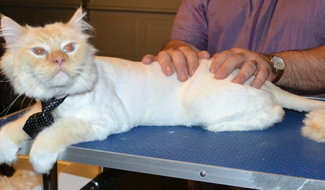 Mr Jinxy is a Ragdoll. He had his fur shaved down, nails clipped, ears cleaned and a wash n blow dry. — at Kylies Cat Grooming Services.