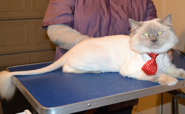 Harry is a Ragdoll. He had his fur shaved down, nails clipped and ears cleaned. — at Kylies Cat Grooming Services.