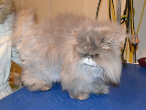 Girlpuss is a Persian. She had her matted fur shaved down, nails clipped, ears and eyes cleaned. — at Kylies Cat Grooming Services.