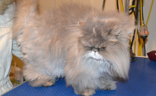 Girlpuss is a Persian. She had her matted fur shaved down, nails clipped, ears and eyes cleaned. — at Kylies Cat Grooming Services.