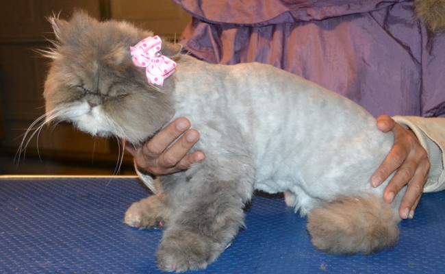 Girlpuss is a Persian. She had her matted fur shaved down, nails clipped, ears and eyes cleaned. — at Kylies Cat Grooming Services.