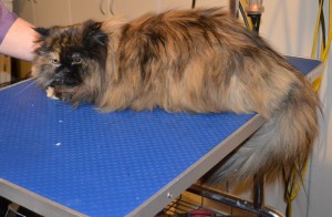 Paisley is a Ragdoll x Persian. She had her fur shaved down, nails clipped, ears cleaned and a wash n blow dry. — at Kylies Cat Grooming Services.