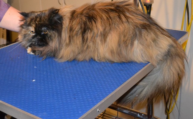 Paisley is a Ragdoll x Persian. She had her fur shaved down, nails clipped, ears cleaned and a wash n blow dry. — at Kylies Cat Grooming Services.