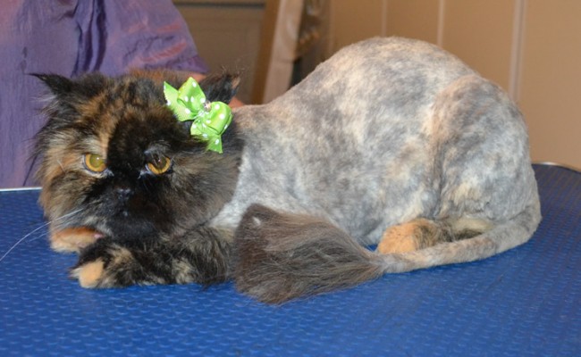 Paisley is a Ragdoll x Persian. She had her fur shaved down, nails clipped, ears cleaned and a wash n blow dry. — at Kylies Cat Grooming Services.