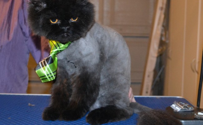 Bear is a Ragdoll x Persian. he had his fur shaved down, nails clipped, ears cleaned and a wash n blow dry. — at Kylies Cat Grooming Services.