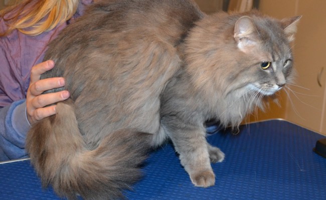 Missy is a Long Hair Domestic. She had her fur shaved down, nails clipped and ears cleaned. — at Kylies Cat Grooming Services.