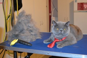 Julian is a British Short hair. He had his nails clipped, fur raked, ears cleaned and a wash n blow dry. — at Kylies Cat Grooming Services.