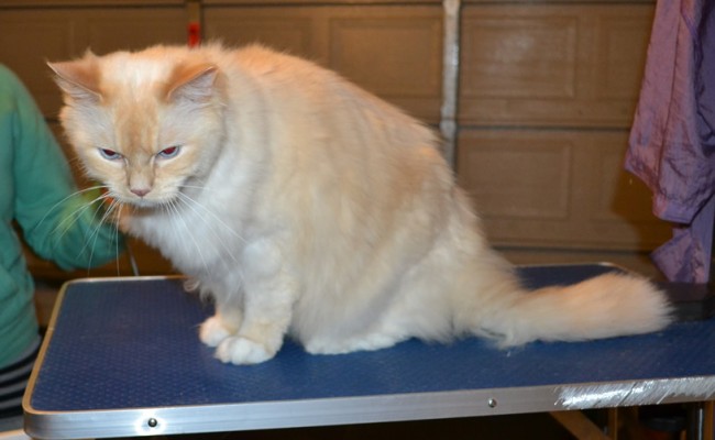 Henry is a Ragdoll. He had his fur shaved down and nails clipped. He also had anger issues. ROAR!!!!!!! — at Kylies Cat Grooming Services.