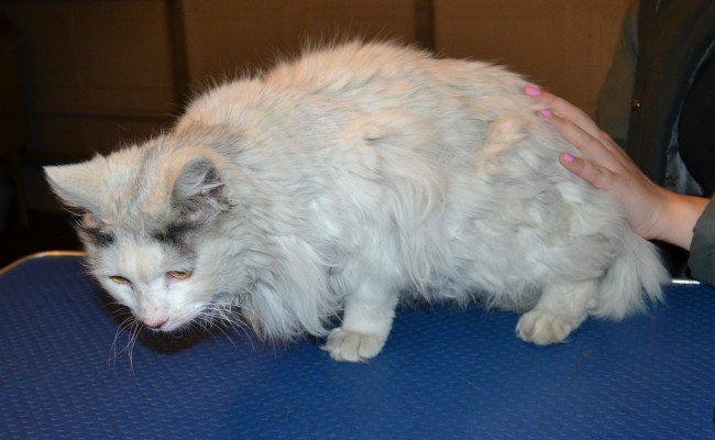 Astrid is a Chinchilla x Domestic. She had her matted fur shaved off, nails clipped and ears cleaned. — at Kylies Cat Grooming Services.