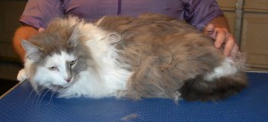 Popi is a 8kg Long hair Domestic. He had his fur shaved down, nails clipped and ears cleaned. — at Kylies Cat Grooming Services.