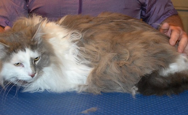 Popi is a 8kg Long hair Domestic. He had his fur shaved down, nails clipped and ears cleaned. — at Kylies Cat Grooming Services.