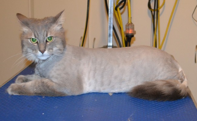 Missy is a Long Hair Domestic. She had her fur shaved down, nails clipped and ears cleaned. — at Kylies Cat Grooming Services.