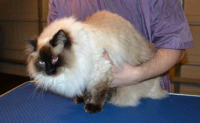 Maxie is a Ragdoll. She had her fur shaved down, nails clipped, ears cleaned and a wash n blow dry. — at Kylies Cat Grooming Services.