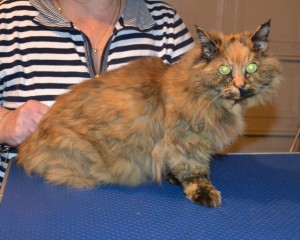 Jaffa is a 20 yr old Persian. She had her matted for shaved off, nails clipped and ears cleaned. — at Kylies Cat Grooming Services.