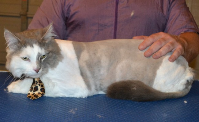 Popi is a 8kg Long hair Domestic. He had his fur shaved down, nails clipped and ears cleaned. — at Kylies Cat Grooming Services.