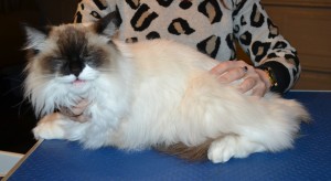 Millie is a Ragdoll. She had her matted fur shaved off, nails clipped and Blue Softpaw nail caps . She was a feisty one! — at Kylies Cat Grooming Services.