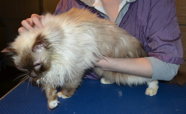 Bessie is a Ragdoll. She had a comb clip, nails clipped, ears cleaned, a wash n blow dry and Glitter Pink Softpaw nail caps. — at Kylies Cat Grooming Services.