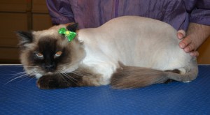 Maxie is a Ragdoll. She had her fur shaved down, nails clipped, ears cleaned and a wash n blow dry. — at Kylies Cat Grooming Services.
